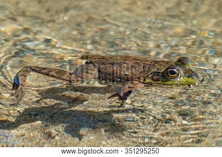 A Green Frog Is Floating On The Surface Of The Muddy Water. Sproat Lake Provincial Park, Vancouver I
