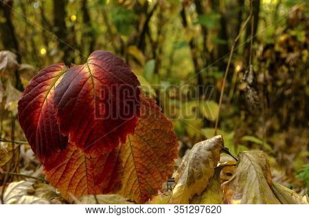 The Leaves In The Fautumn Forest Closeup.