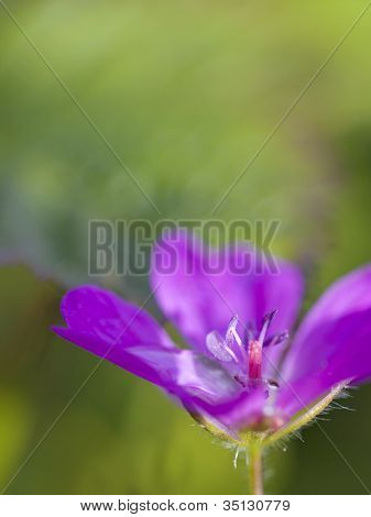 ไม้ cranesbill