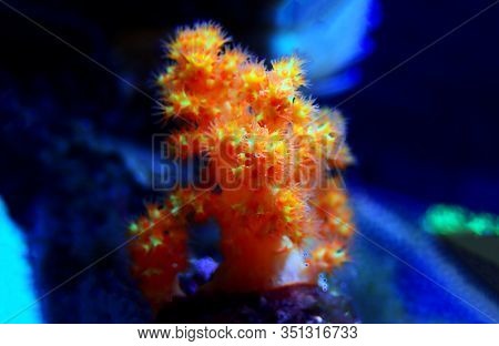 Orange Soft Scleronephtya Coral. - Dendronephtya Sp.