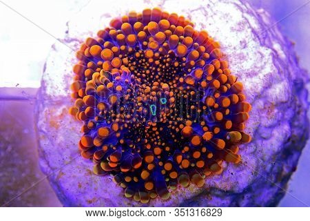Orange Tip Mushroom Soft Coral - Ricordea Yuma