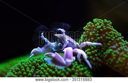 White Porcelain Anemone Crab - Neopetrolisthes Maculatus