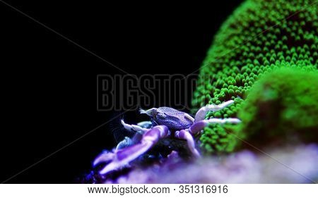 White Porcelain Anemone Crab - Neopetrolisthes Maculatus