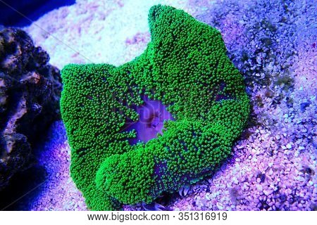 Green Toxic Carpet Anemone - Stichodactyla Haddoni