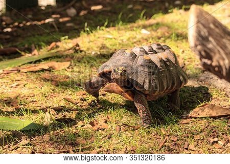 Red-footed Tortoise Chelonoidis Carbonaria