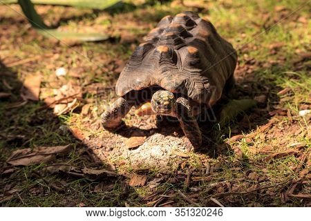 Red-footed Tortoise Chelonoidis Carbonaria