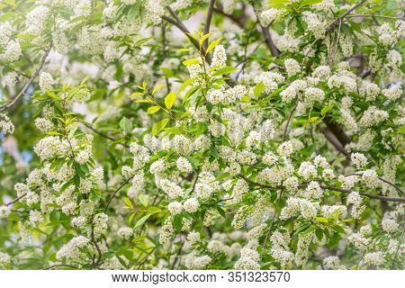 White Flowers Blooming Bird Cherry. Bird Cherry Tree In Blossom. Close-up Of A Flowering Prunus Padu