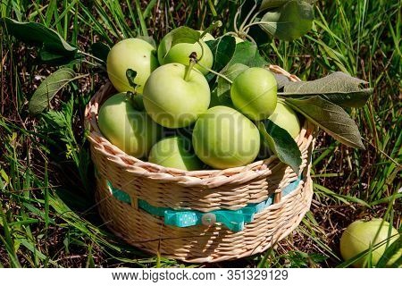 Fresh Ripe Apples In Basket On The Green Grass. Harvesting Concept