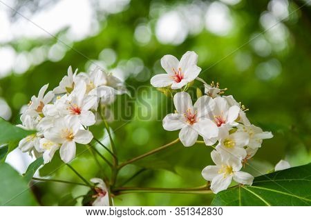 Beautiful White Tung Flower Blooms In Spring（tung Tree Flower）