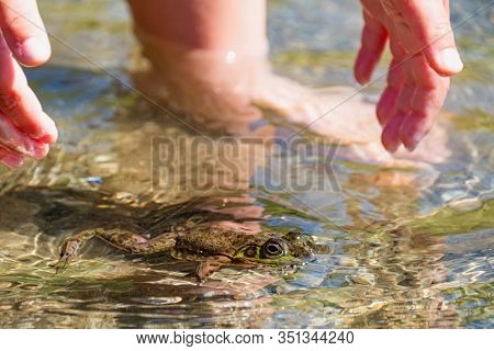 A Young Child Wants To Grab The Frog, The Green Frog Is Floating On The Surface Of The Water. Sproat