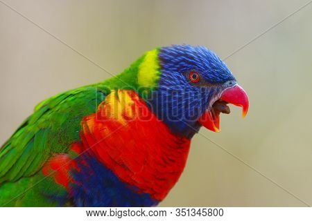 The Rainbow Lorikeet (trichoglossus Moluccanus) Sitting On The Branch With Open Beak. Extremely Colo