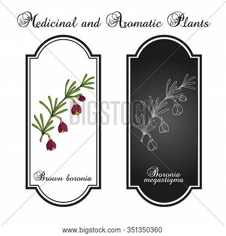 Brown Boronia B. Megastigma , Medicinal Plant. Hand Drawn Botanical Vector Illustration