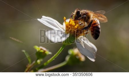 Bee Sucking Nectar From White And Yellow Flower