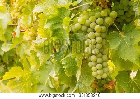 Closeup Of Ripe White Riesling Grapes On Vine In Vineyard With Blurred Background And Copy Space