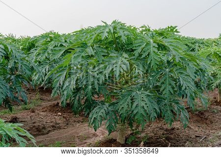 Young Papaya Fruit On Papaya Tree In Farm.