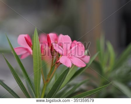 Sweet Oleander, Rose Bay, Nerium Oleander Name Pink Flower Tree In Garden On Blurred Of Nature Backg