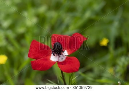 Red Wild Anemone Flower In Bloom In The Grass In The Sun On Blurred Background Close Up