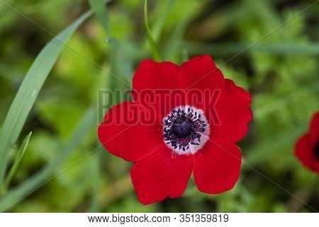 Red Wild Anemone Flower In Bloom In The Grass In The Sun On Blurred Background