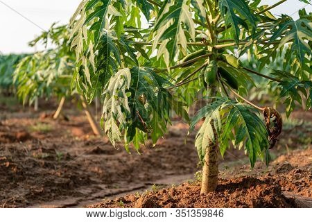 Young Papaya Fruit On Papaya Tree In Farm.