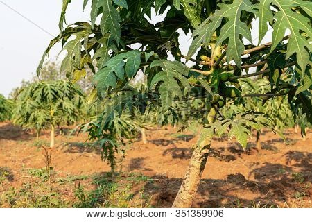 Young Papaya Fruit On Papaya Tree In Farm.