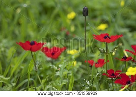 Red Anemone Flowers And Buds In Bloom In The Grass In The Sun Closeup