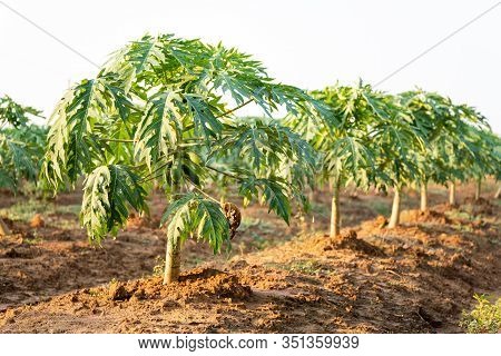 Papaya Fruit On Papaya Tree In Farm.