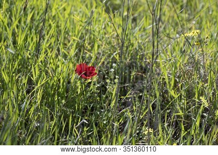 Red Wild Anemone Flower In Bloom In The Grass In The Sun Close Up