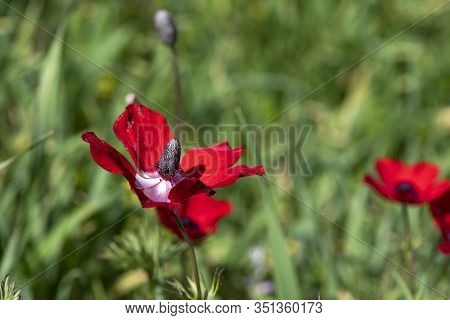 Red Wild Anemone Flowers In Bloom In The Grass In The Sun On Blurred Background Close Up