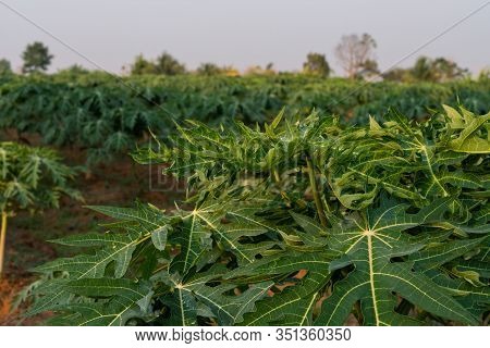 Close Up Papaya Fruit On Papaya Tree In Farm.