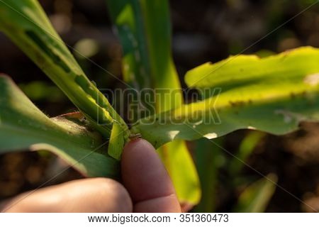 Corn Leaf Damaged By Fall Armyworm Spodoptera Frugiperda.corn Leaves Attacked By Worms In Maize Fiel