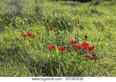 Red Anemone Flowers And Buds In Bloom In The Grass In The Sun Closeup