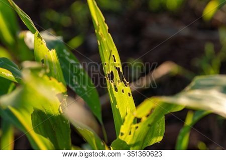 Corn Leaf Damaged By Fall Armyworm Spodoptera Frugiperda.corn Leaves Attacked By Worms In Maize Fiel