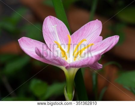 Macro Photography Of Pink Rain Lily Isolated On Background
