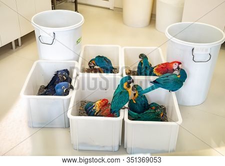 Beautiful Image Of Nursery For Colorful Tropical Parrots In The Loro Parque Veterany Hospital Center