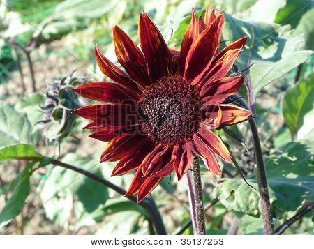 Helianthus eller solros