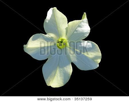 Nicotiana blomma mot en svart bakgrund