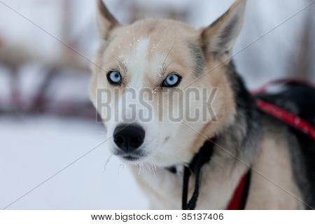 Hay Husky