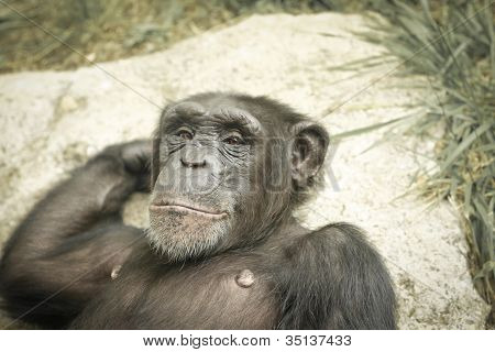 chimpanzé