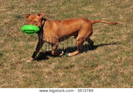 Pit Bull spiller