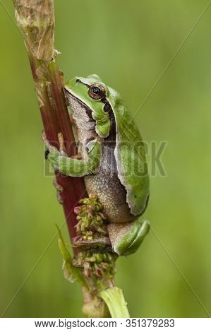 European Tree Frog, Hyla Arborea, Perched In A Reed On A Uniform Green Background.