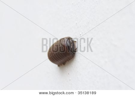 Glomeris obrzeżony