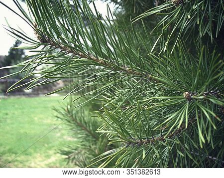Pine Branch Close Up. Pine Branch With Green Needles. Colorful Fresh Green Young Pine Branch Close-u