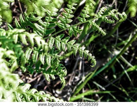 Close Up Of Green Leaves Of Green Fern (polypodiopsida Cronquist) . Nature Background, Floral Concep