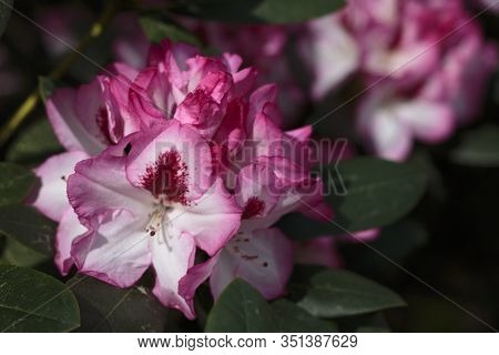 Big Azalea Or Rhododendron In Garden. Season Of Flowering Azaleas (rhododendron) At Botanical Garden
