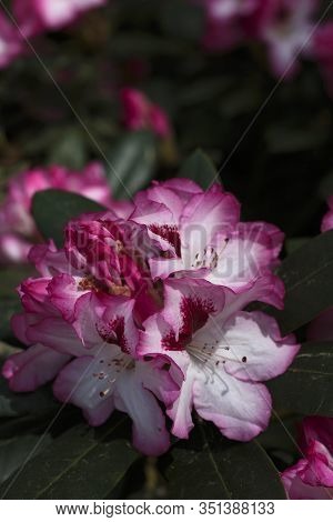 Big Azalea Or Rhododendron In Garden. Season Of Flowering Azaleas (rhododendron) At Botanical Garden