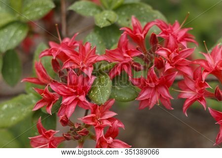 Big Azalea Or Rhododendron In Garden. Season Of Flowering Azaleas (rhododendron) At Botanical Garden