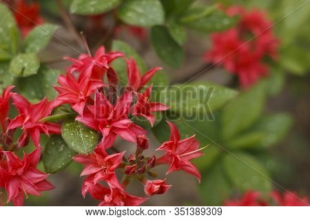 Big Azalea Or Rhododendron In Garden. Season Of Flowering Azaleas (rhododendron) At Botanical Garden