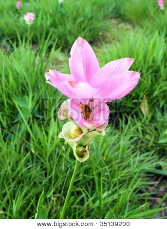 Siam Tulip o Patumma