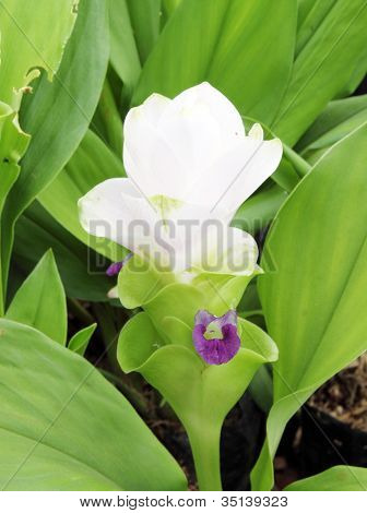 Bianco Siam Tulip o Patumma