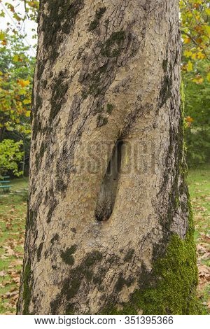 Color Of Bark American Platanus Occidentalis. Background From The Bark Of A Tree.